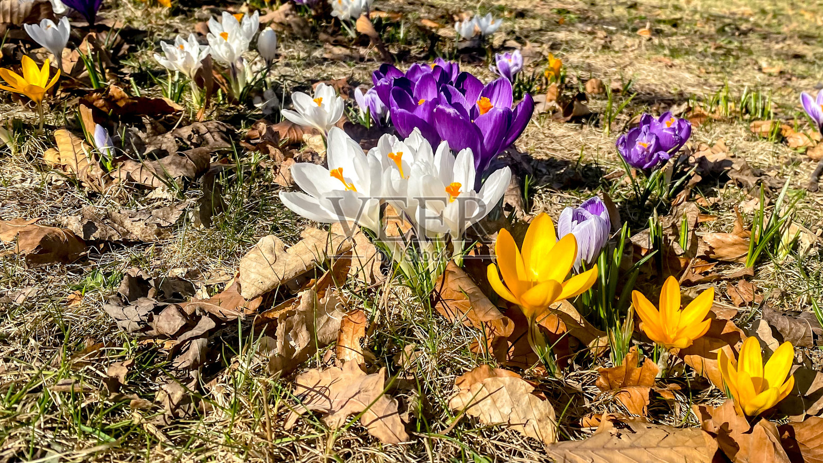 捷克共和国利伯莱克市公园里的彩色十字架照片摄影图片