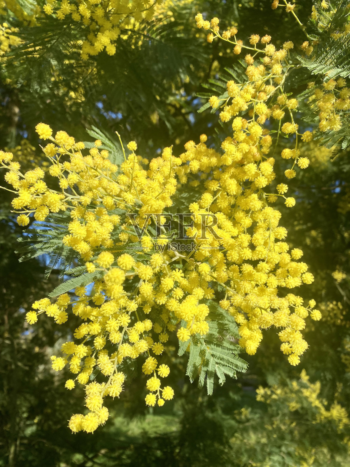 银合欢在花照片摄影图片