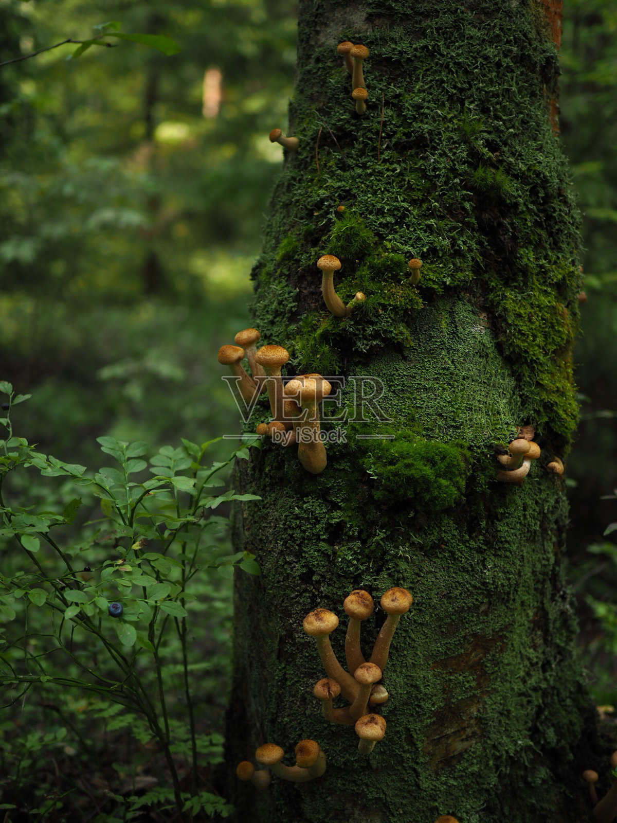森林里树上的蜂蜜蘑菇照片摄影图片