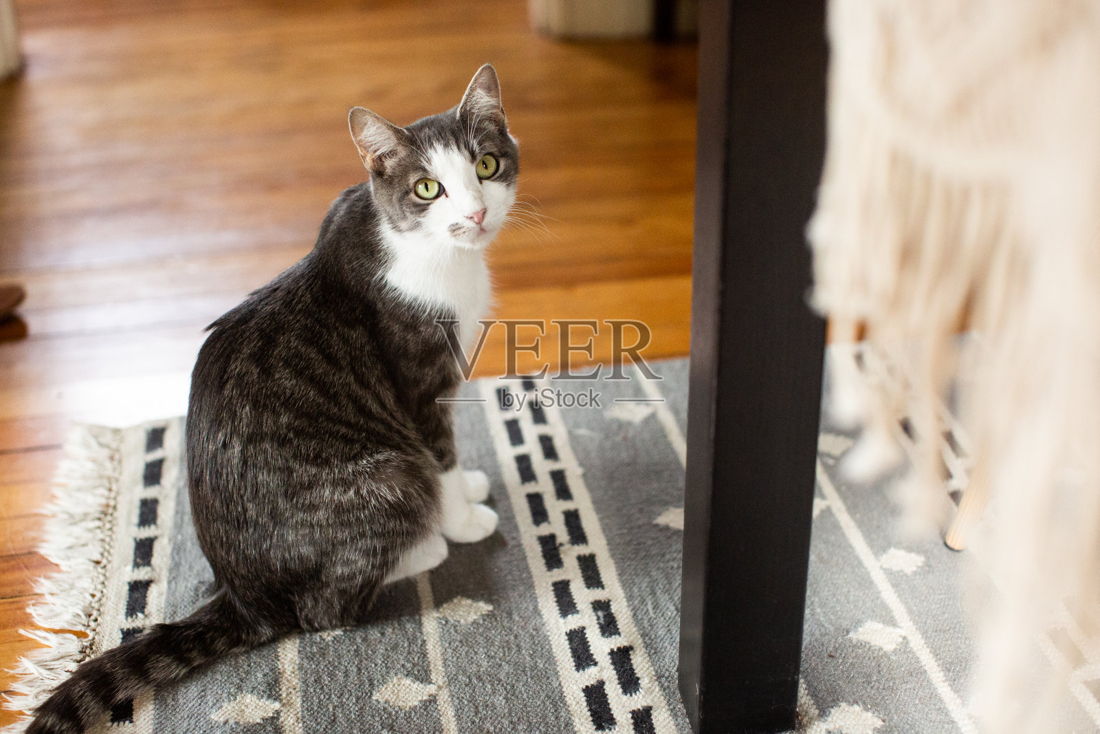 一只灰色和白色的虎斑猫坐在地毯上照片摄影图片