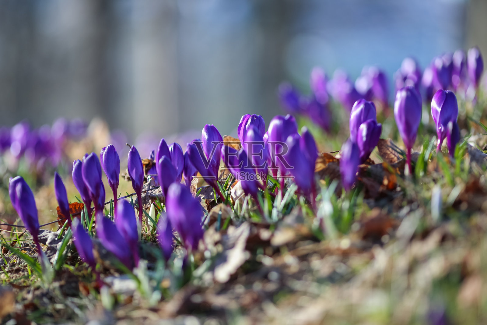 花园里的番红花照片摄影图片