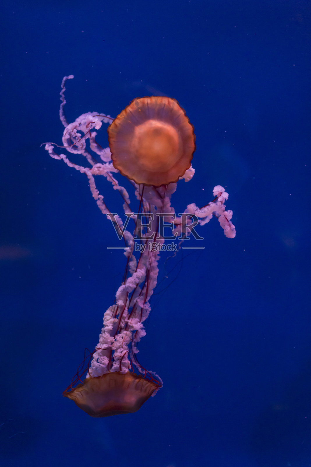 蓝色背景上的水母。照片摄影图片