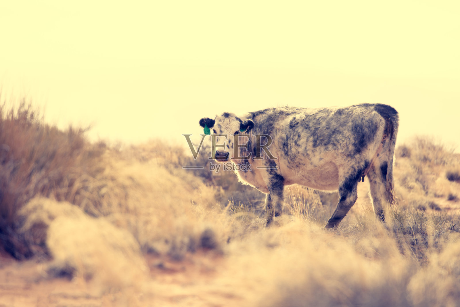 西南牛照片摄影图片