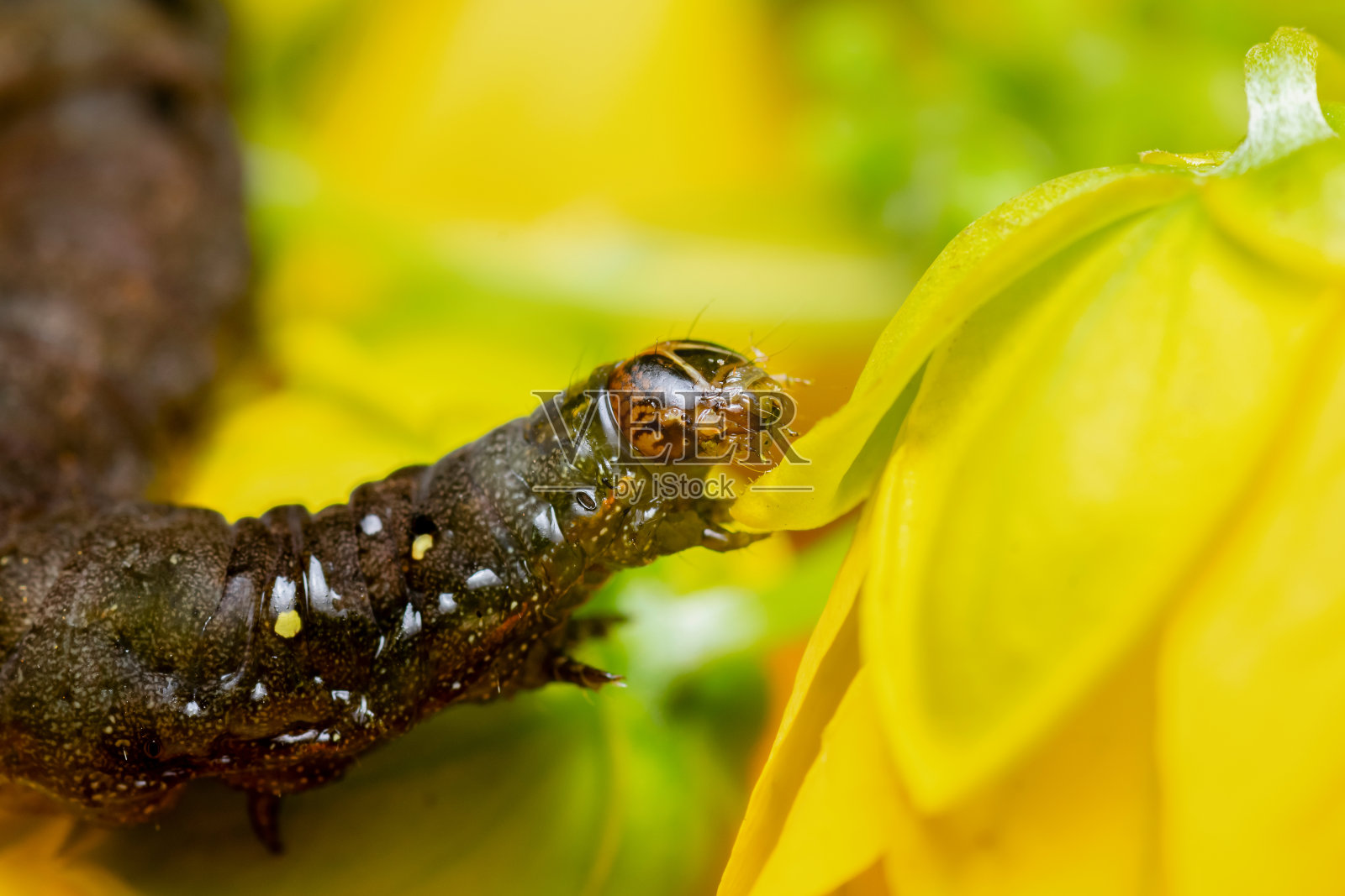 毛毛虫走在黄色的花上。使用选择性的焦点。照片摄影图片