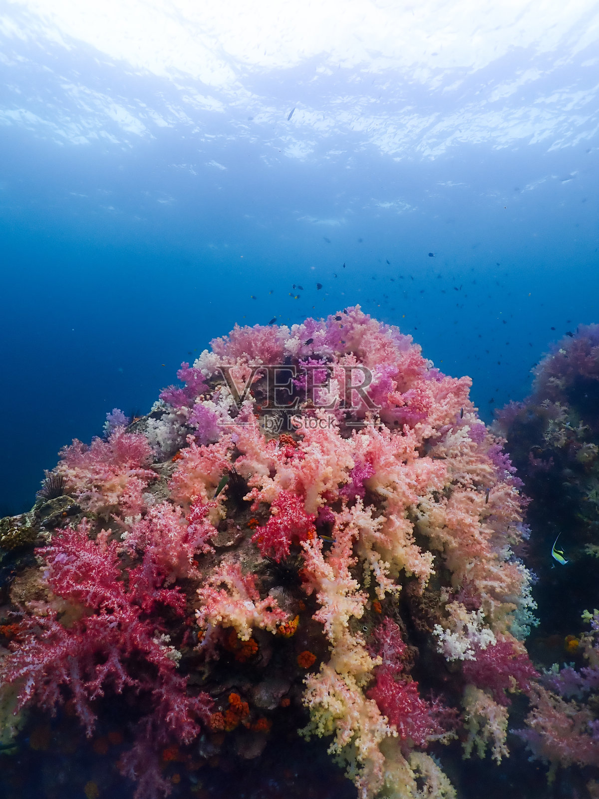 软珊瑚照片摄影图片