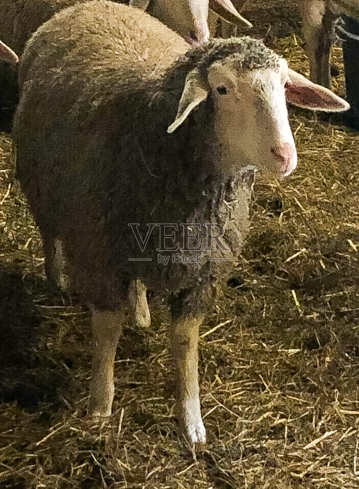 羊肉照片摄影图片