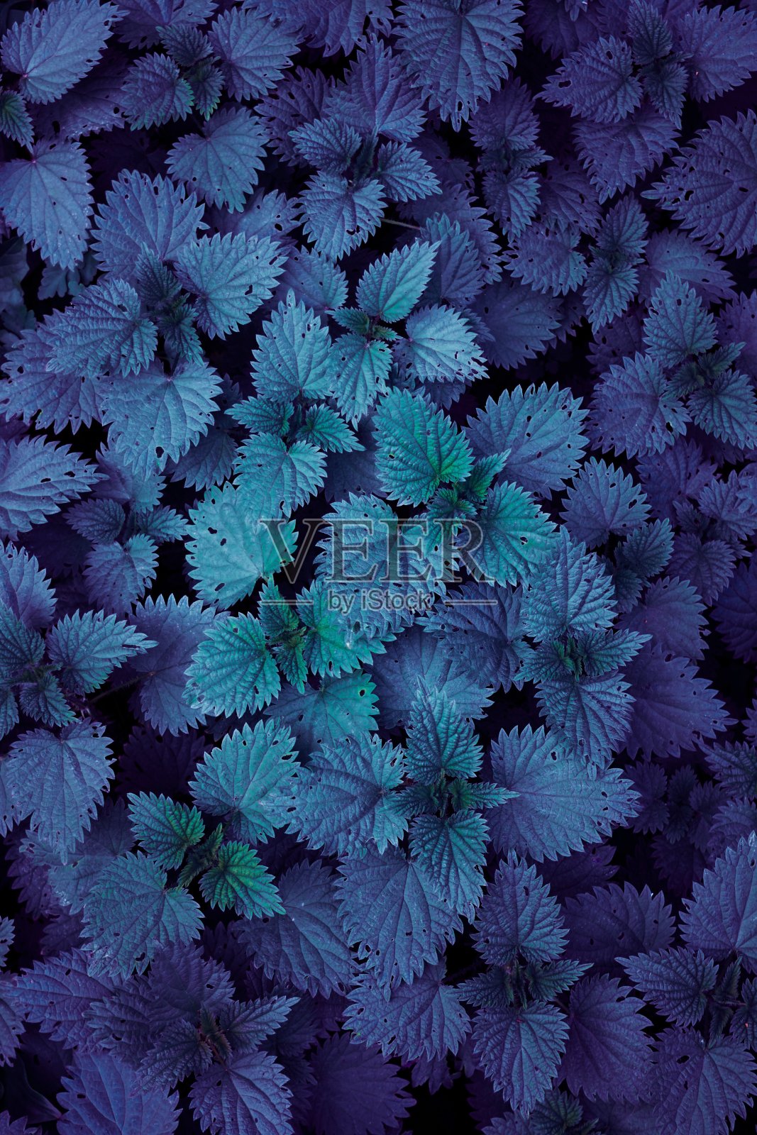 秋天植物的叶子是蓝色和绿色的照片摄影图片