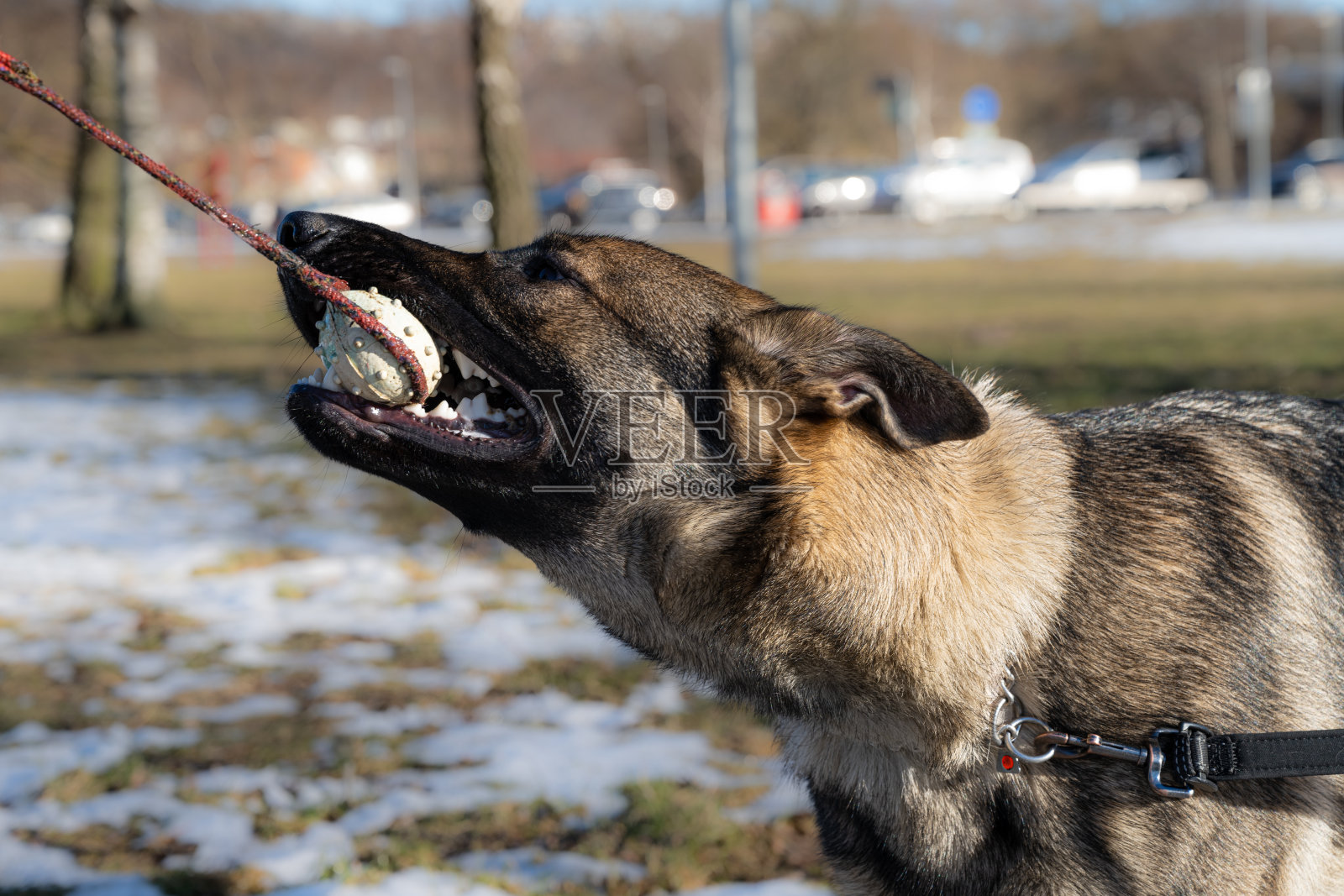 一只年轻快乐的德国牧羊犬在玩拉车。貂色工作线品种照片摄影图片