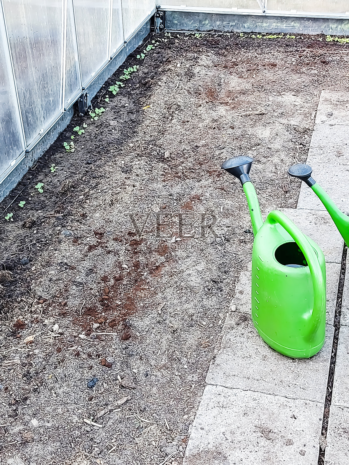 温室里的第一颗种子照片摄影图片