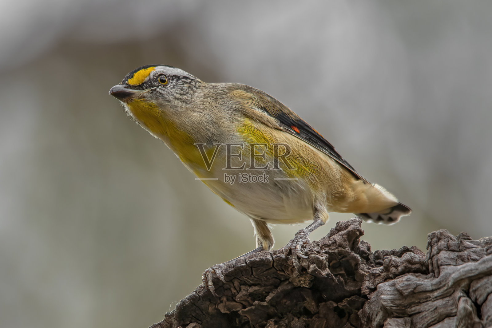 纹状腹蛛(纹状腹蛛)照片摄影图片
