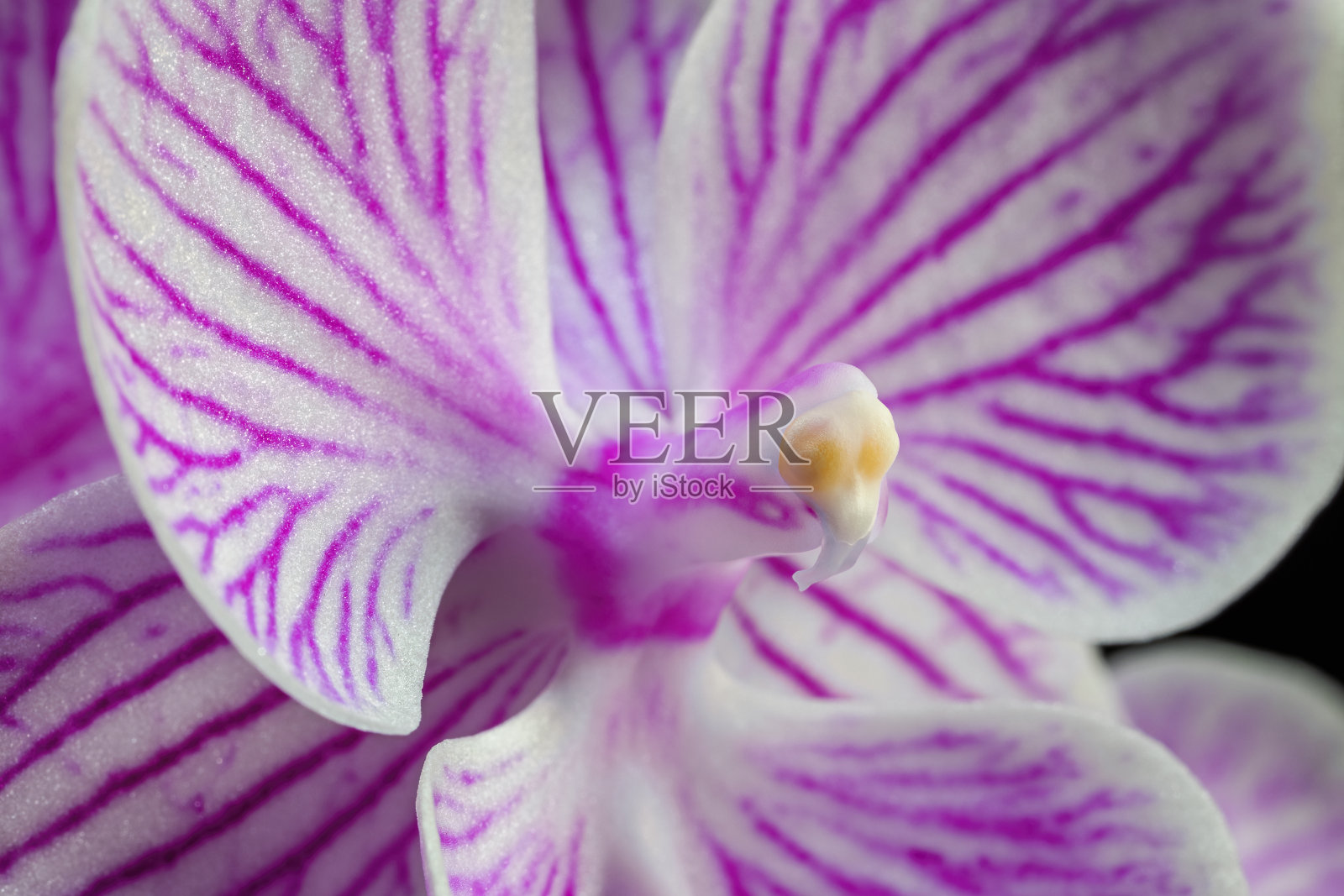 蝴蝶兰花，粉红色，紫色和白色照片摄影图片