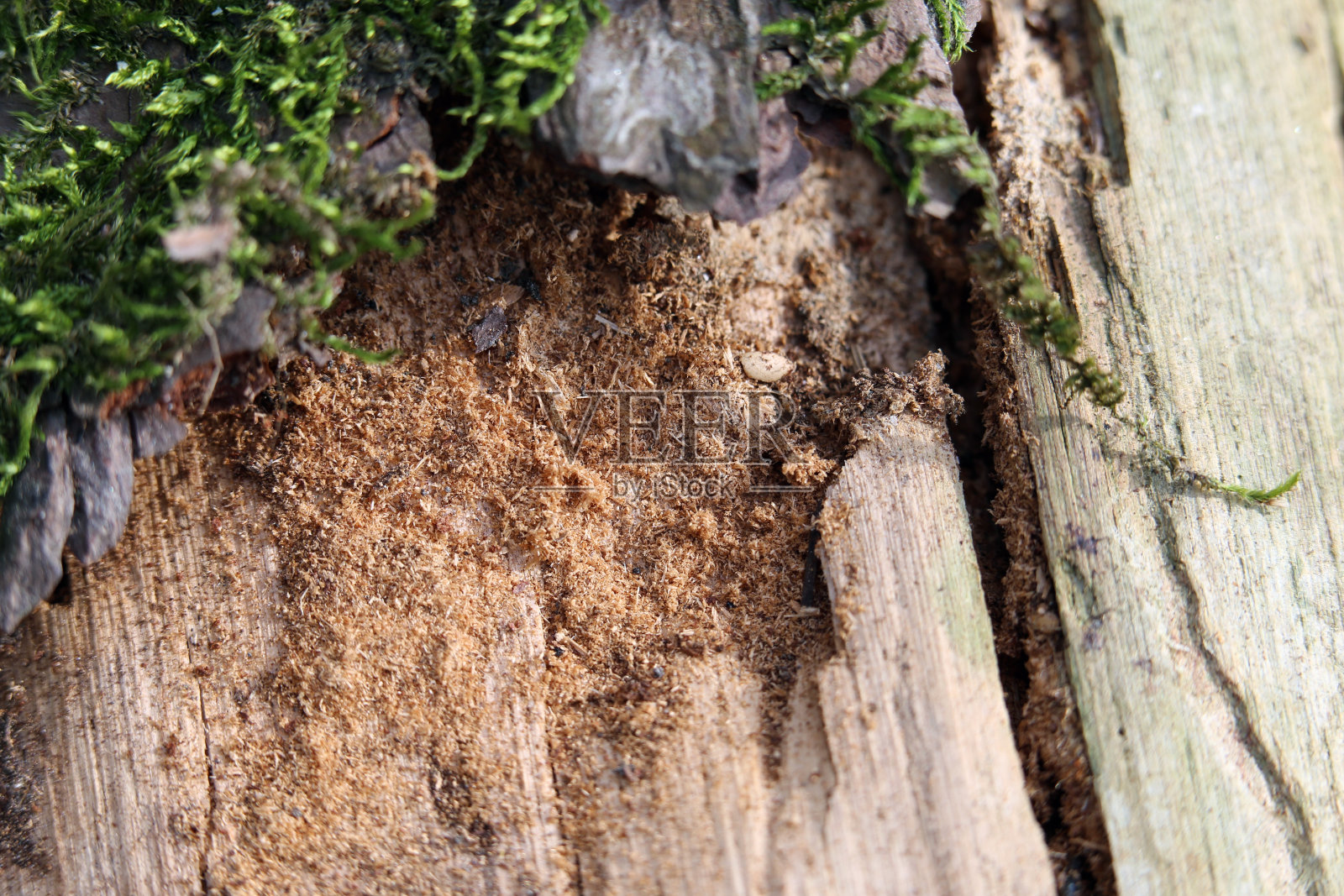 木杆表面破损，有一些青苔照片摄影图片