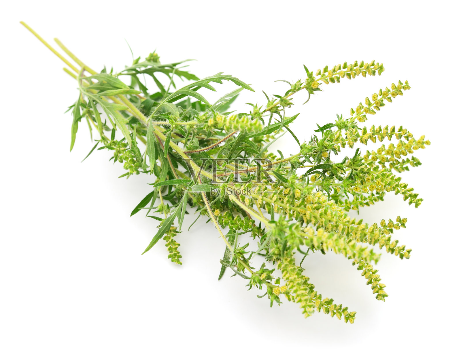 仙果的花和叶。照片摄影图片