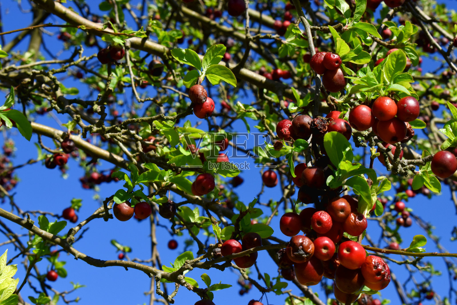 在英国的春天，阳光明媚的日子里，树上的红色浆果和绿色的叶子映在蓝天上。照片摄影图片