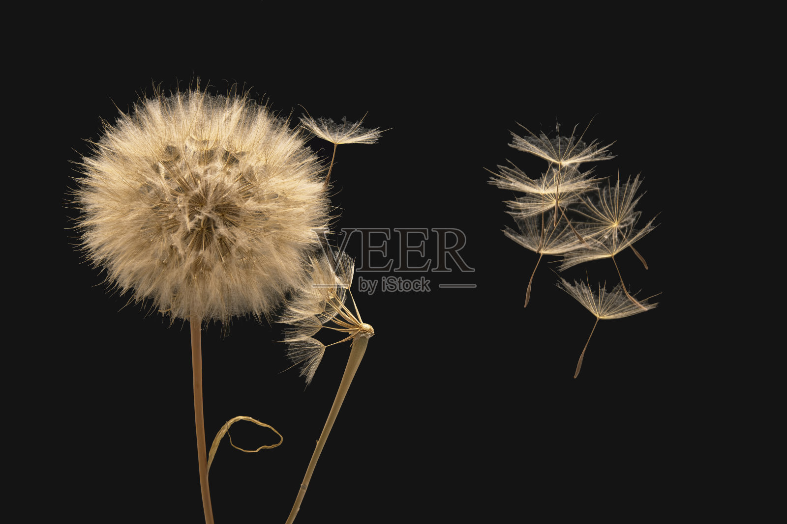 在黑暗的背景下，蒲公英的种子飞在一朵花旁边照片摄影图片