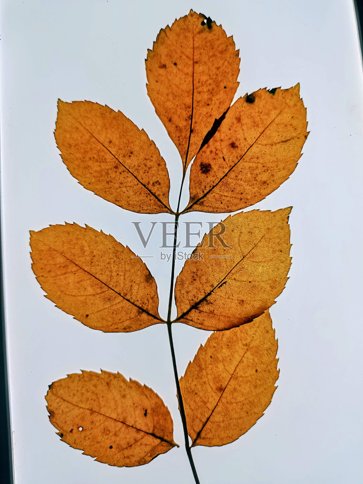 明亮背景下的树叶摄影照片摄影图片