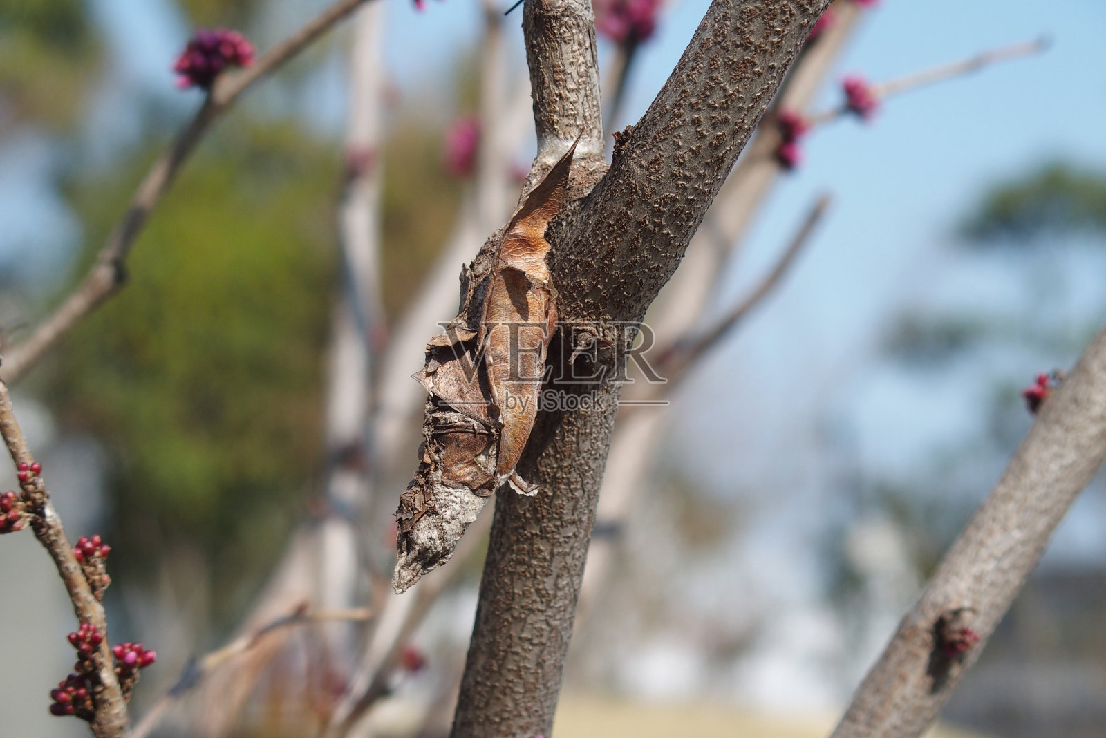 紫荆枝上的一种茧照片摄影图片