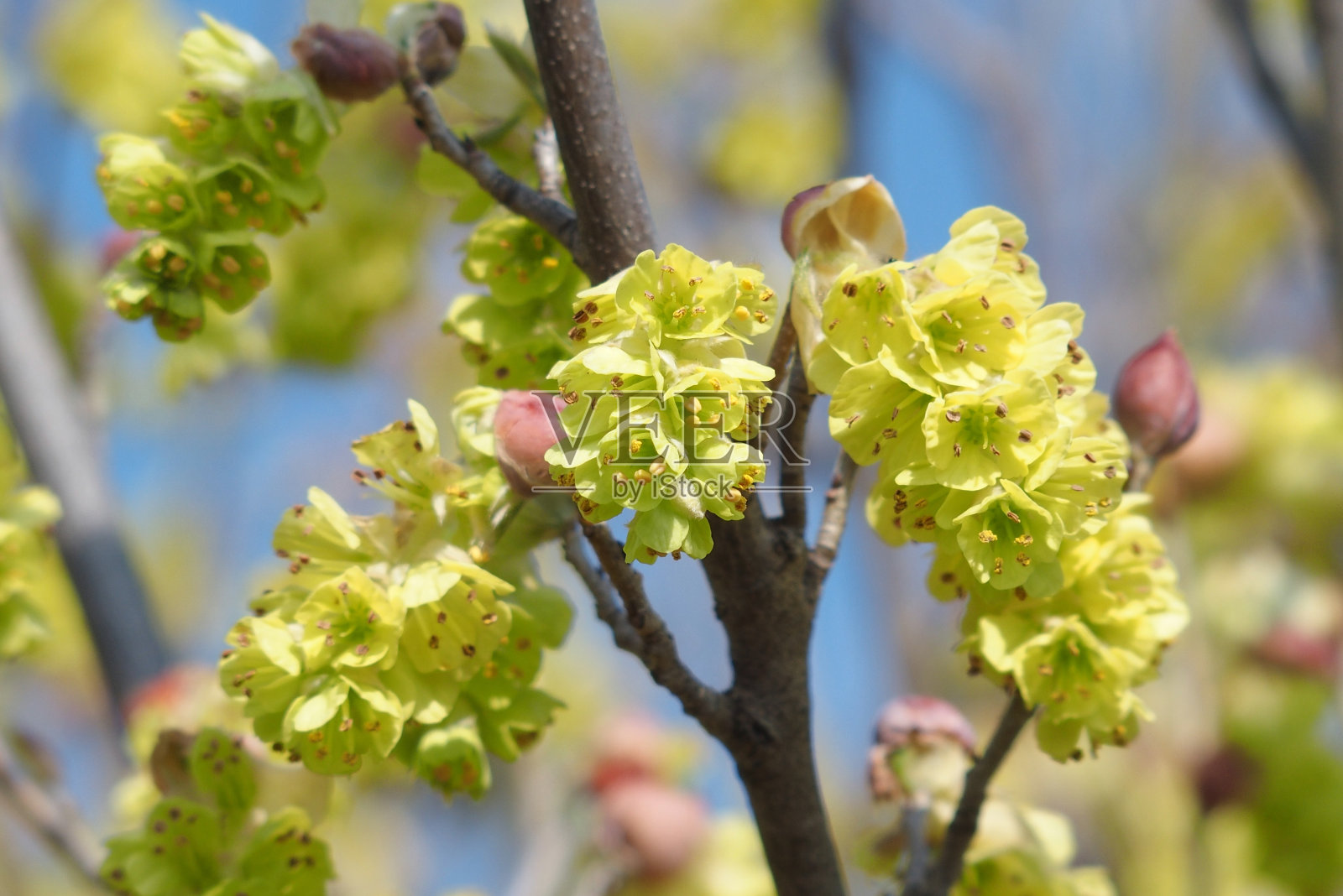 近距离的花“nioi-tosamizuki”，科Corylopsis spicata。照片摄影图片