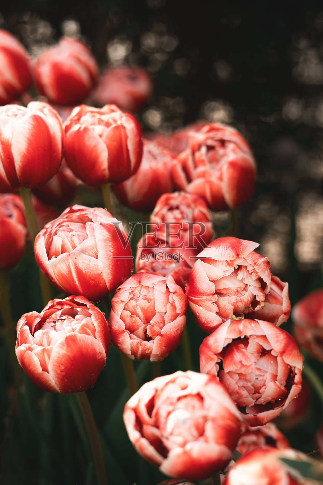 美丽的粉红色郁金香在黑暗的背景，心情春天照片摄影图片