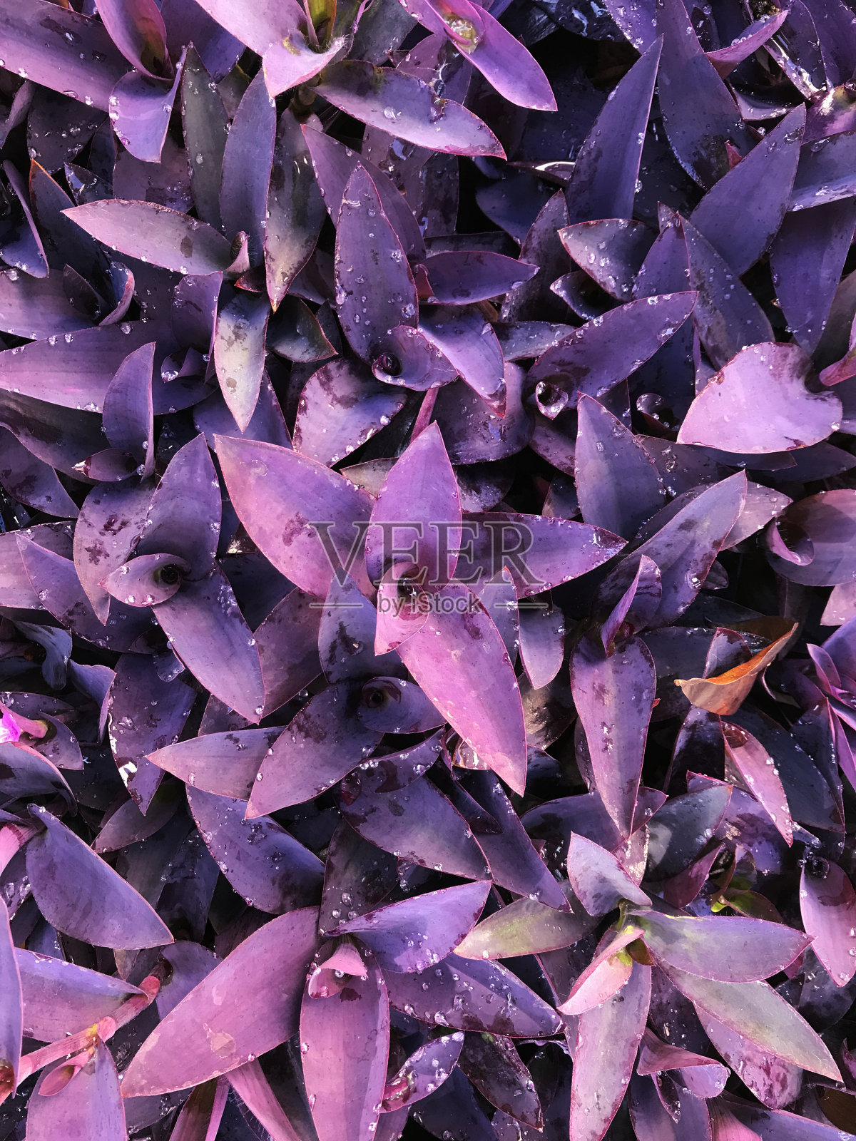 公园里的紫色植物照片摄影图片