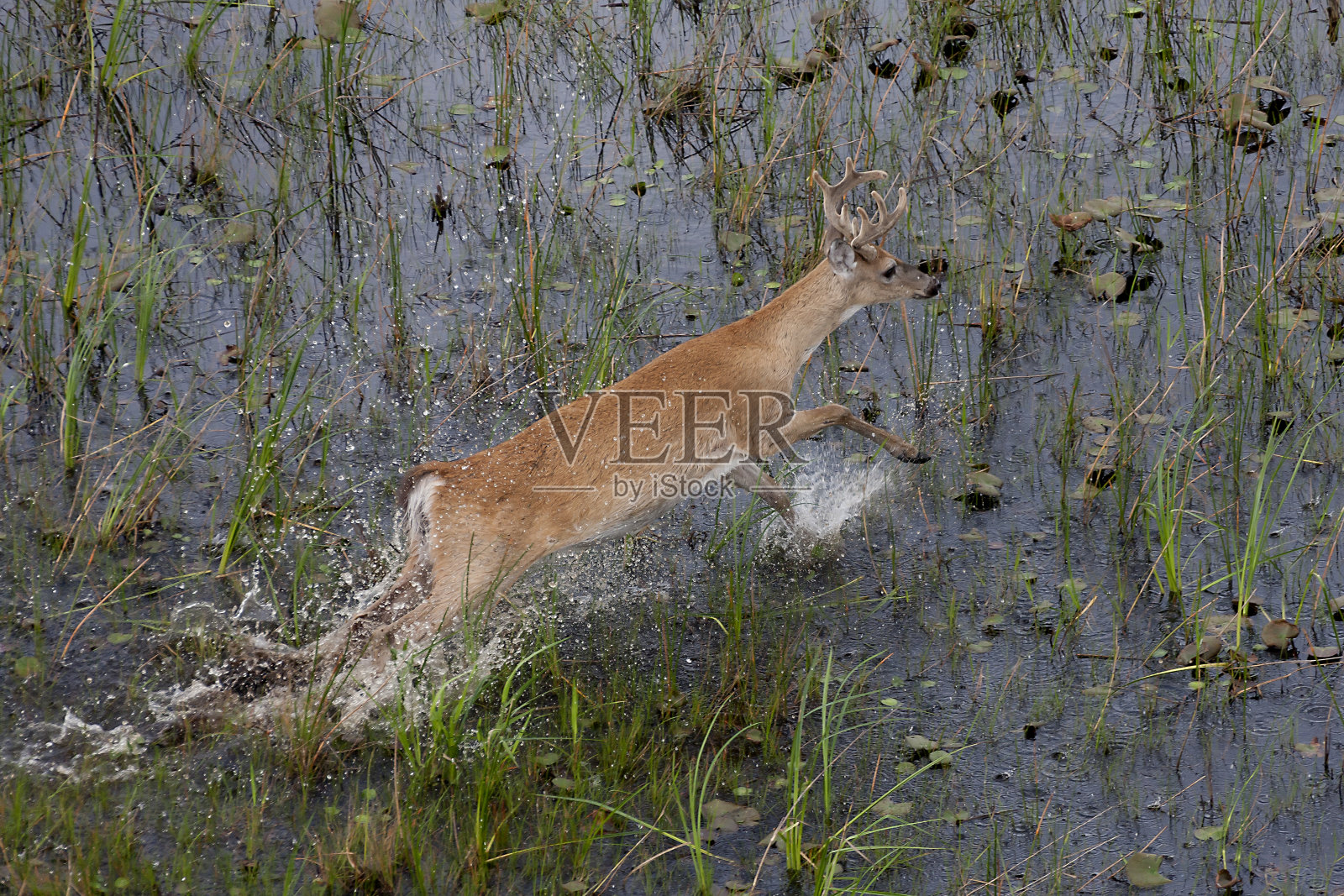 白尾鹿照片摄影图片