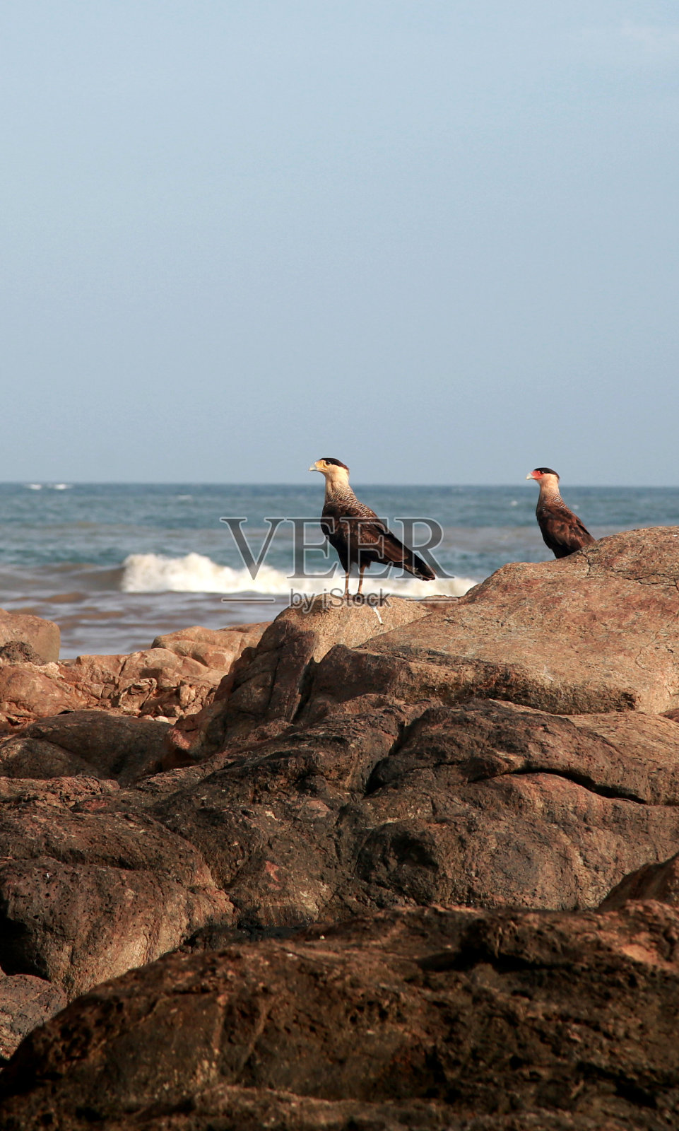 萨尔瓦多的卡尔卡拉鸟照片摄影图片