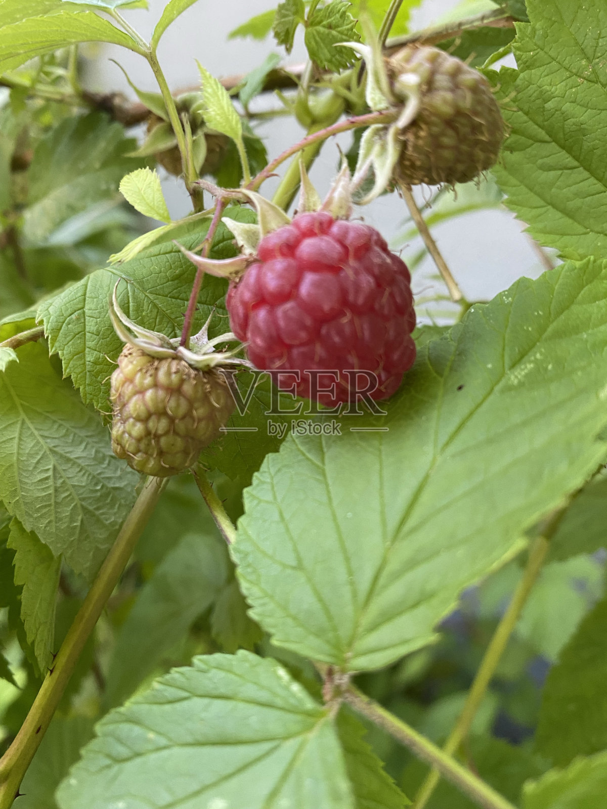 覆盆子准备好了照片摄影图片