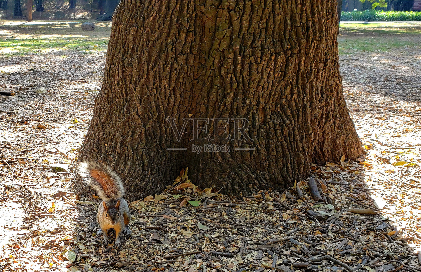 森林里的松鼠照片摄影图片
