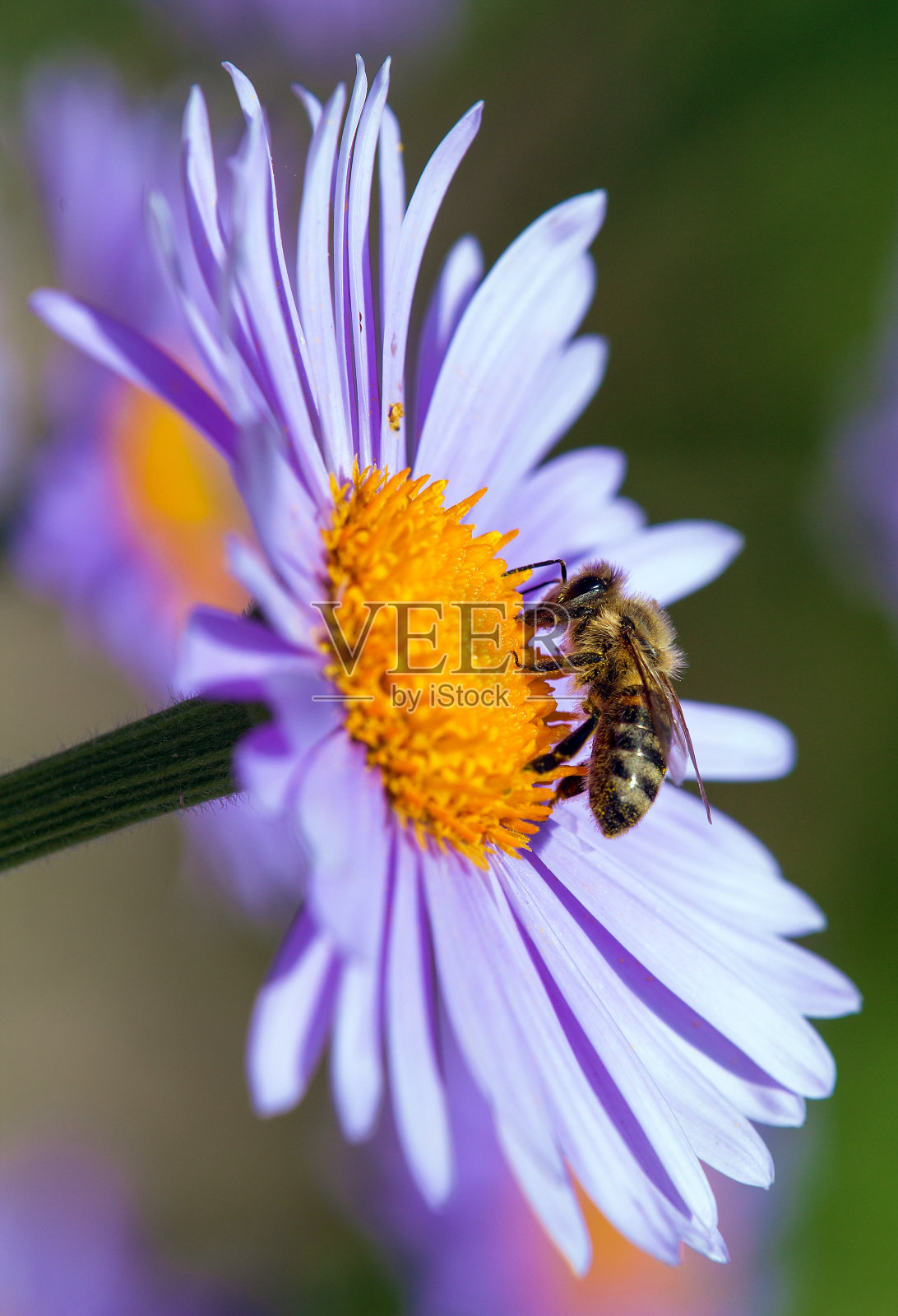 拉丁美洲蜜蜂或蜜蜂，开蓝色花照片摄影图片