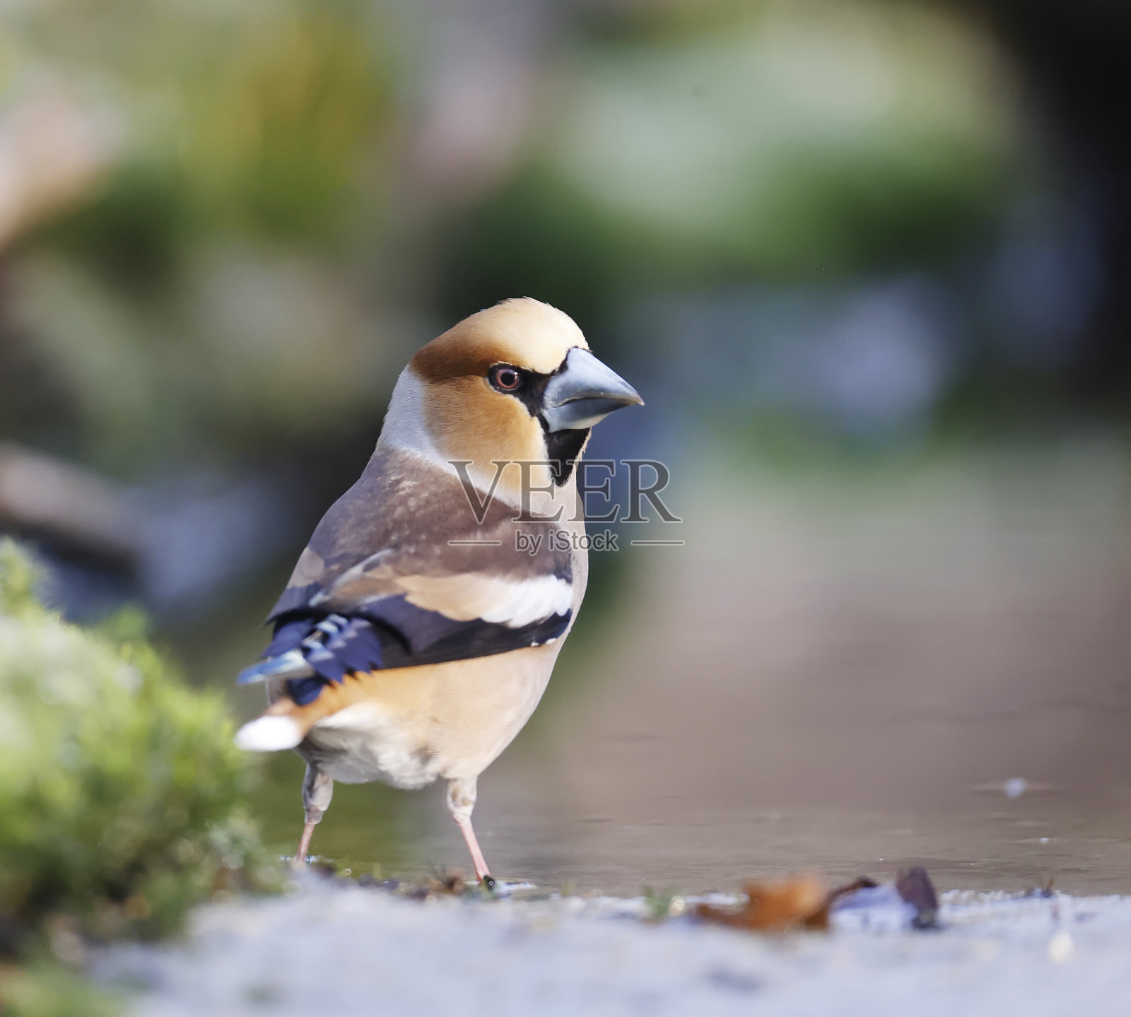 雄性锡嘴雀照片摄影图片