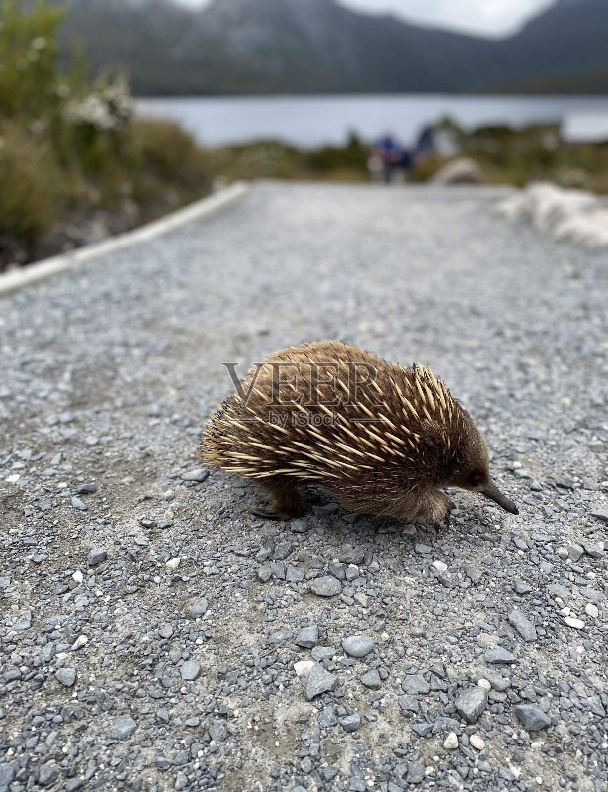 针鼹鼠照片摄影图片