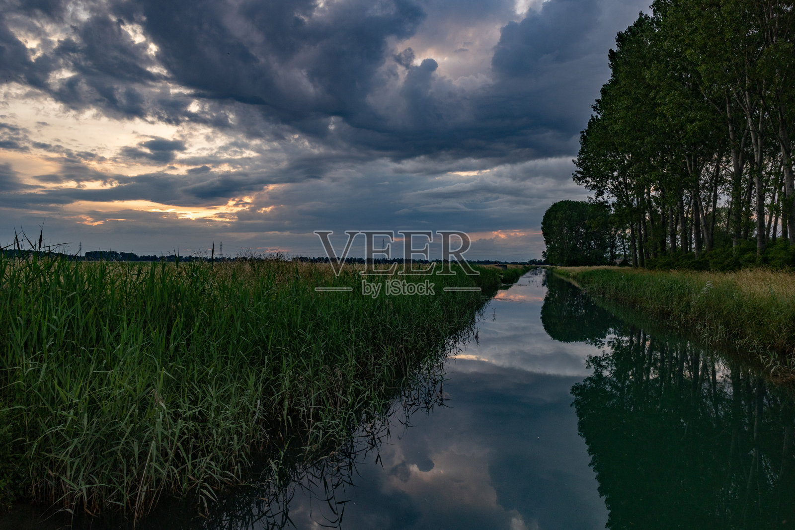 运河湿地植物景观照片摄影图片