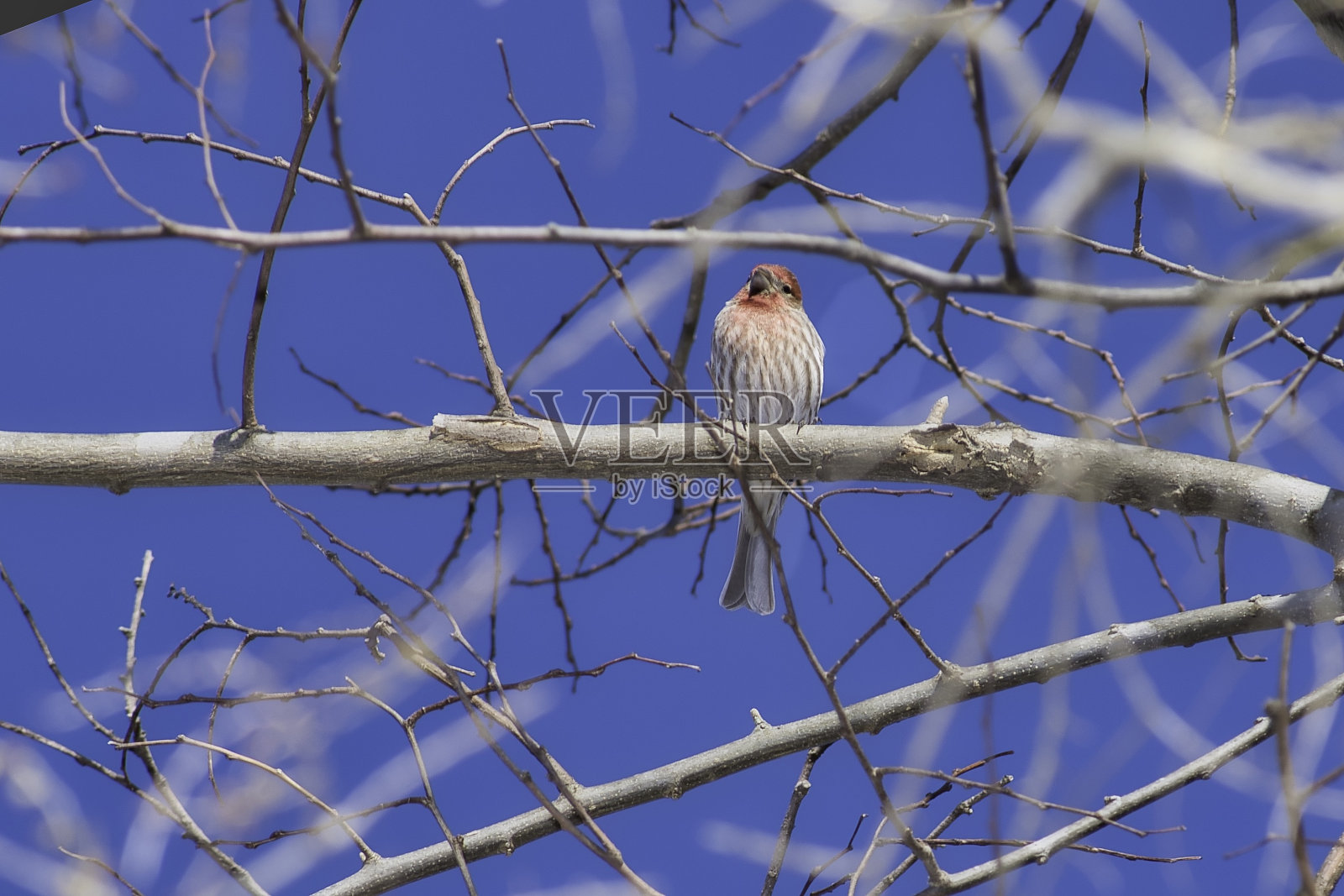 小鸟在树枝上的特写照片摄影图片