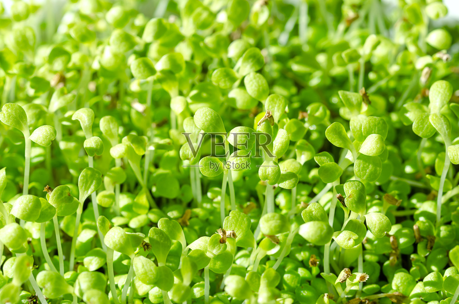 菊苣属微绿色植物，菊苣属的子叶照片摄影图片