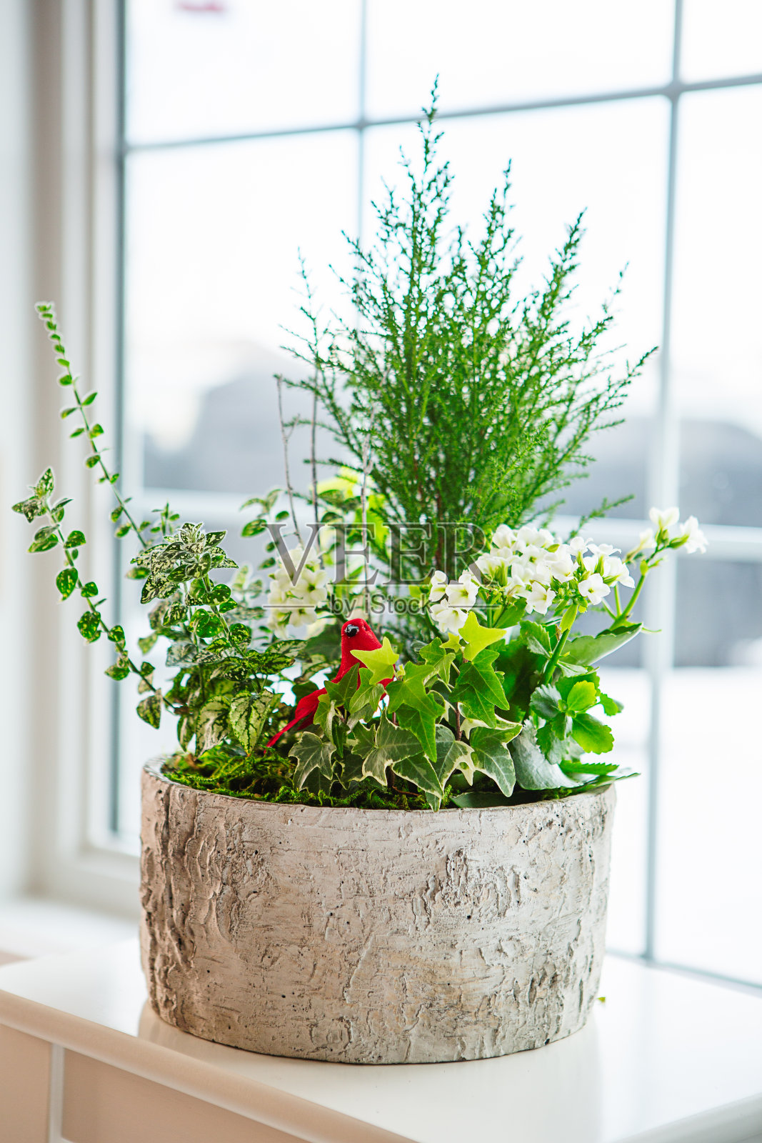 窗台上的组合花架照片摄影图片