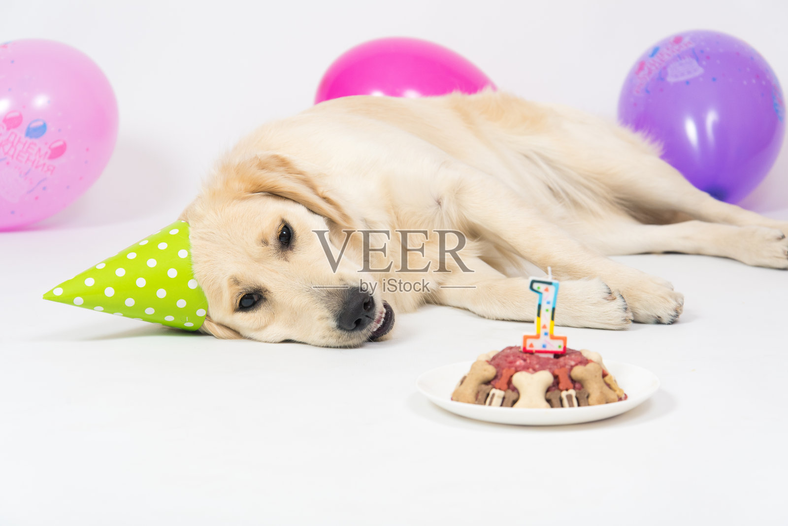 生日金毛猎犬，气球和肉蛋糕。在白照片摄影图片