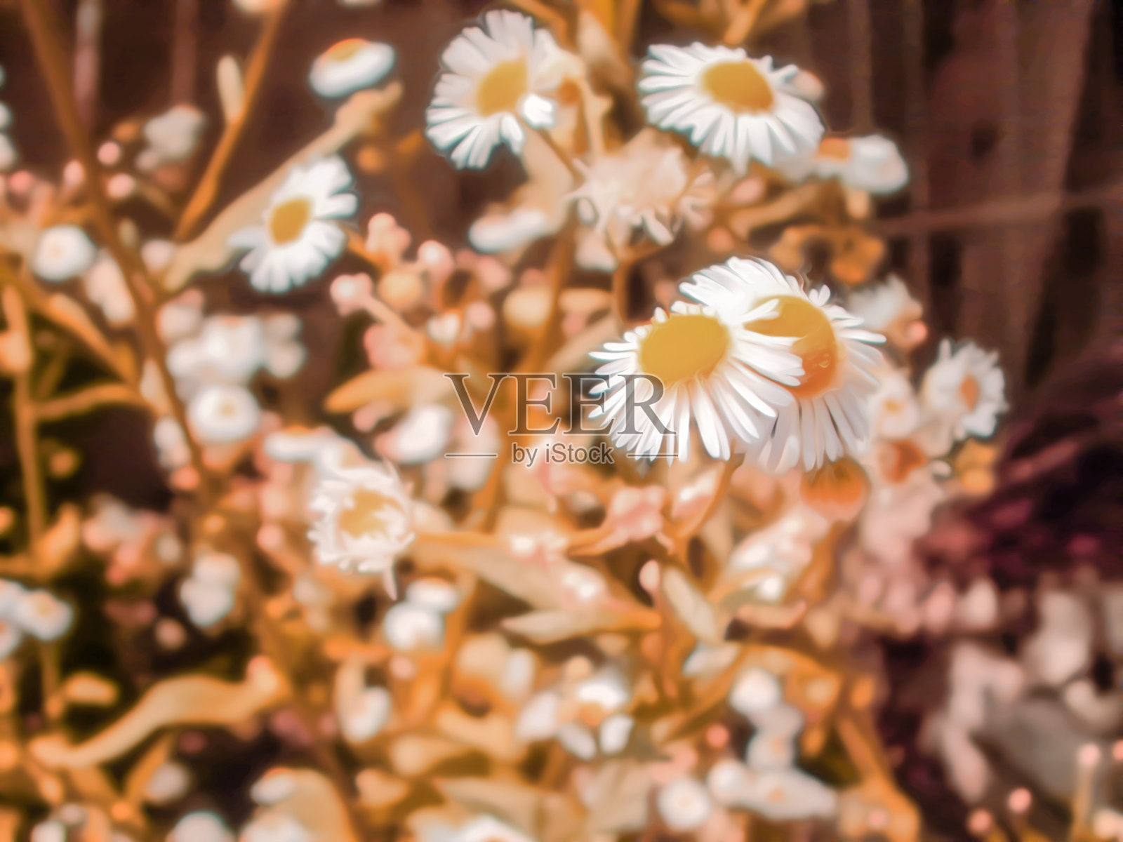 色调自然的花卉背景设计与美丽的洋甘菊花的艺术写实插图照片摄影图片