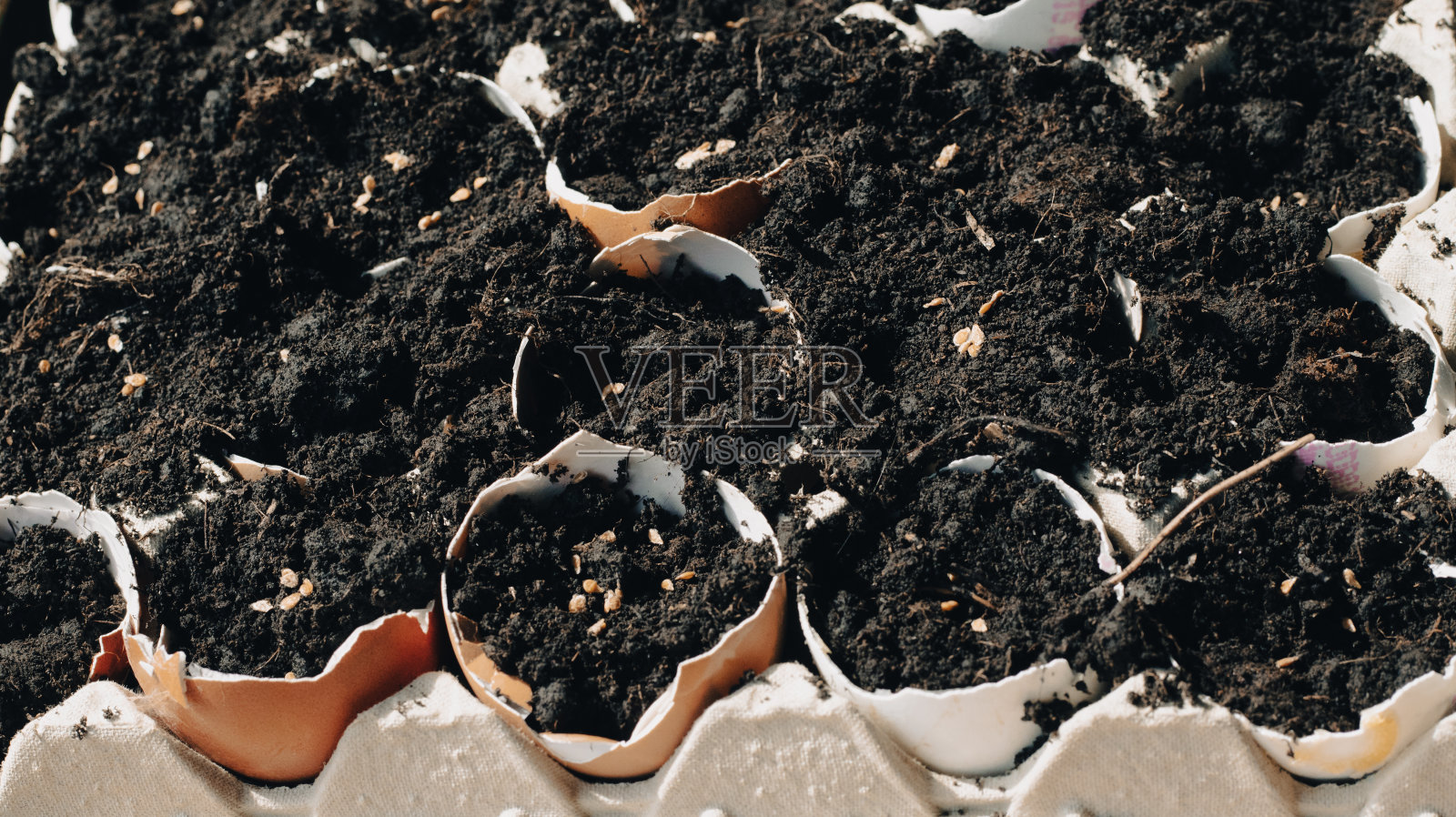 蛋壳有机农业中的番茄种子照片摄影图片
