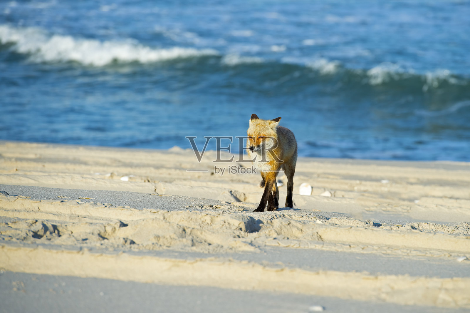 红狐在沙滩上散步照片摄影图片