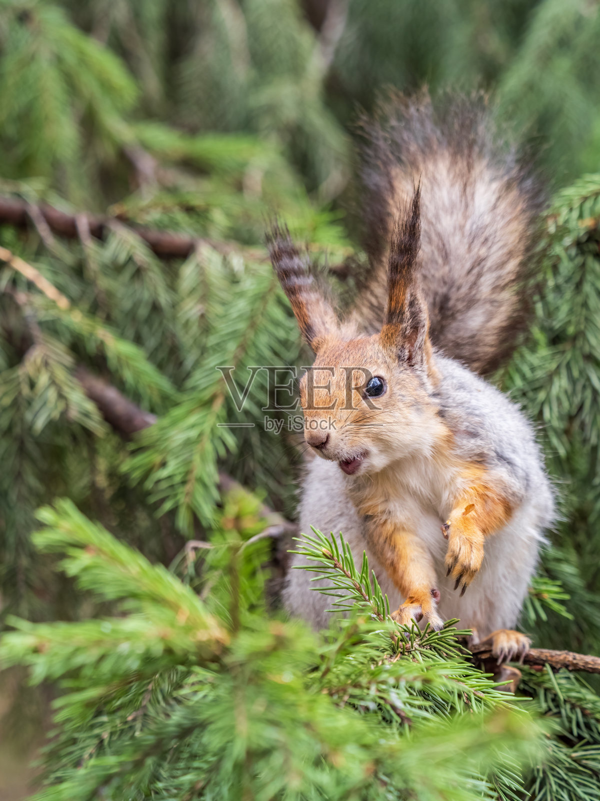 春天或秋天，松鼠会坐在冷杉树枝上。树上的松鼠画像。照片摄影图片