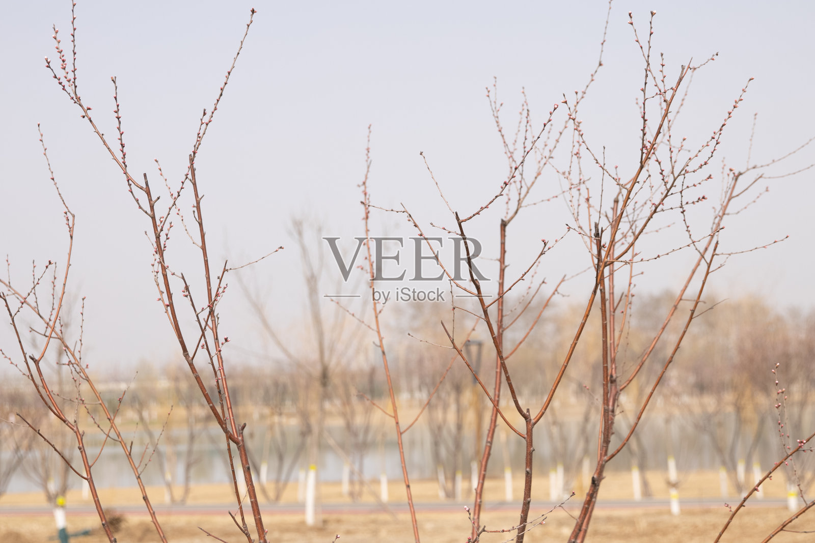 春天是植物重新生长的季节照片摄影图片