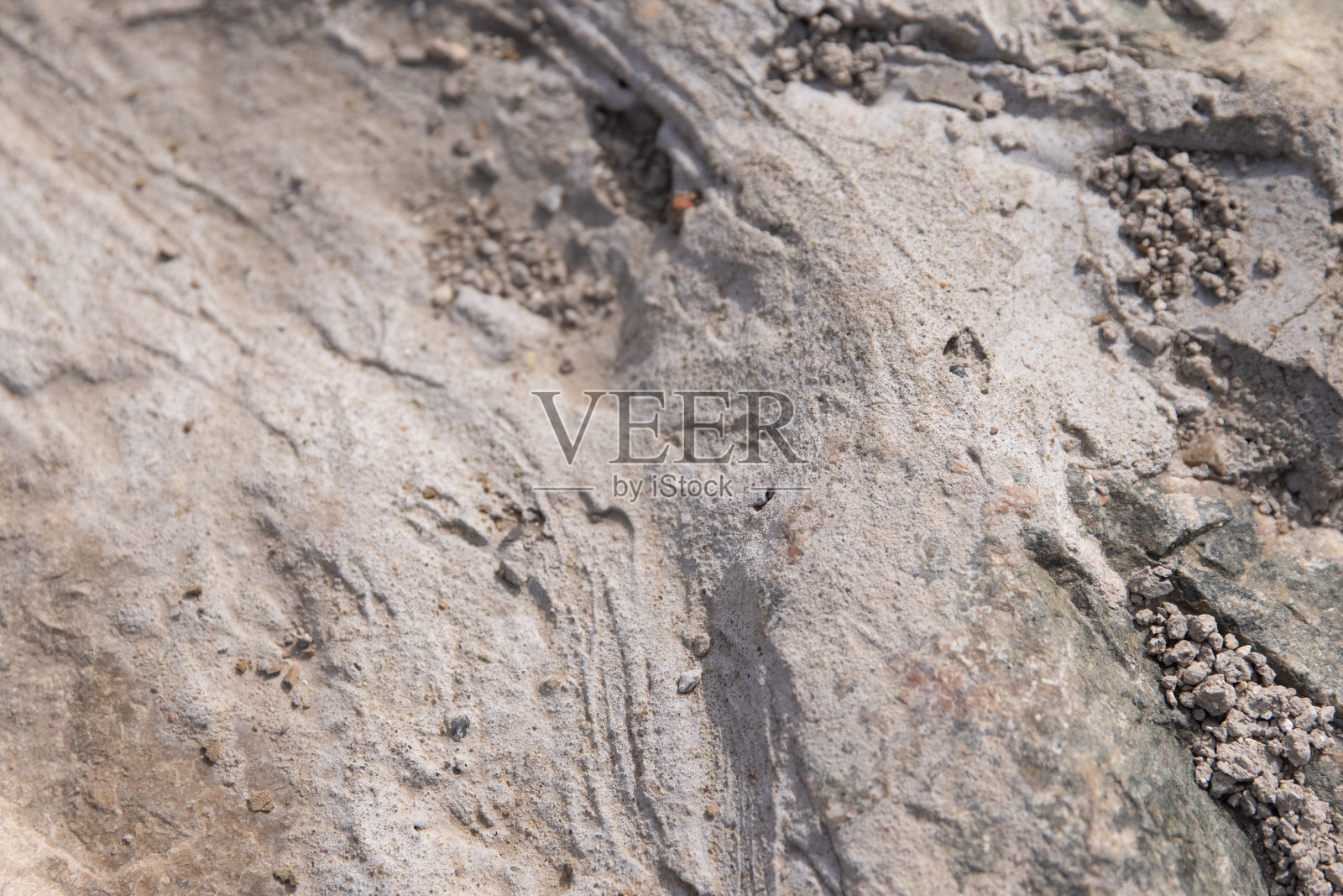 春天是植物重新生长的季节照片摄影图片