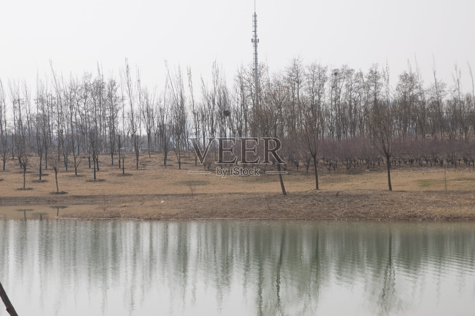 春天是植物重新生长的季节照片摄影图片