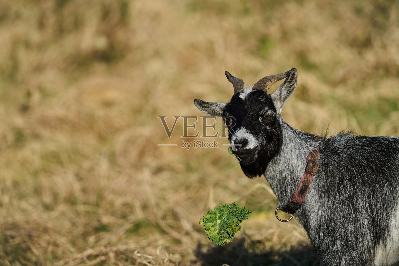黑灰色的山羊吃莴苣照片摄影图片