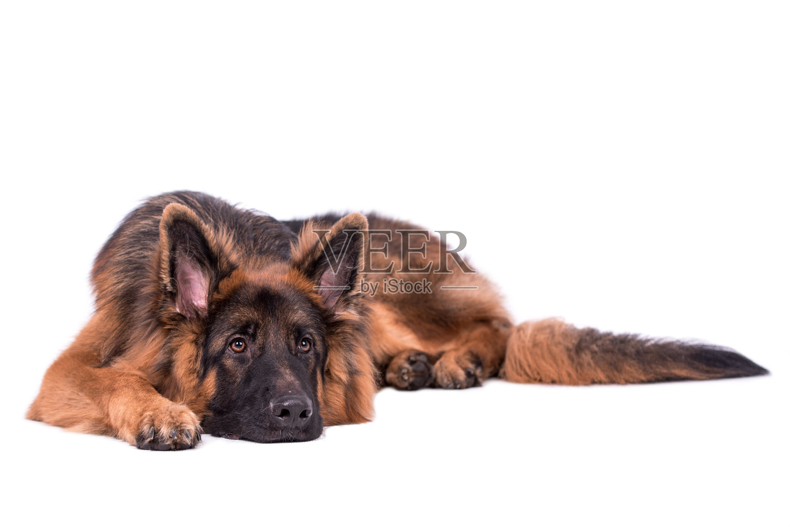 年轻的长毛德国牧羊犬照片摄影图片