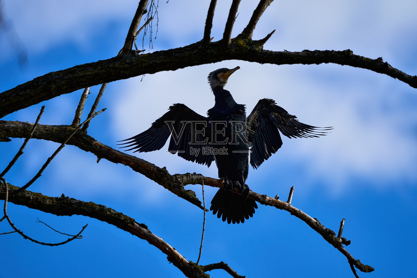 一只黑鸬鹚栖息在蓝天下的树上，像天使一样展开翅膀照片摄影图片