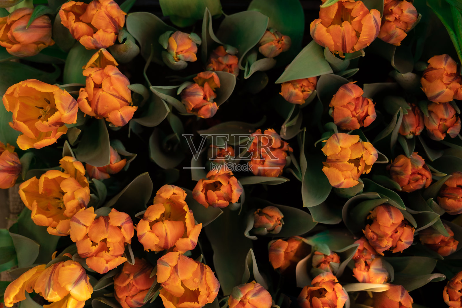 新鲜的橙色郁金香生长在花园里的花坛里。从以上观点。水滴。春天的新鲜感，背景，质感照片摄影图片