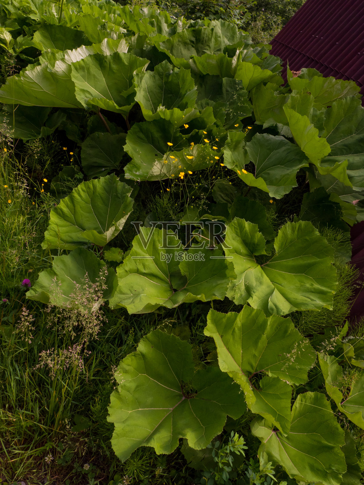 Coltsfoot 或 tussilago farfara照片摄影图片