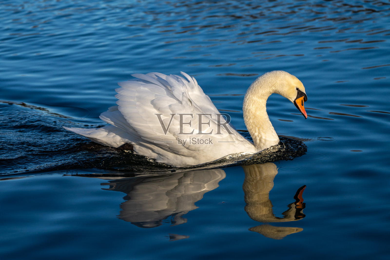 沉默的天鹅，天鹅座的颜色在湖上游泳照片摄影图片