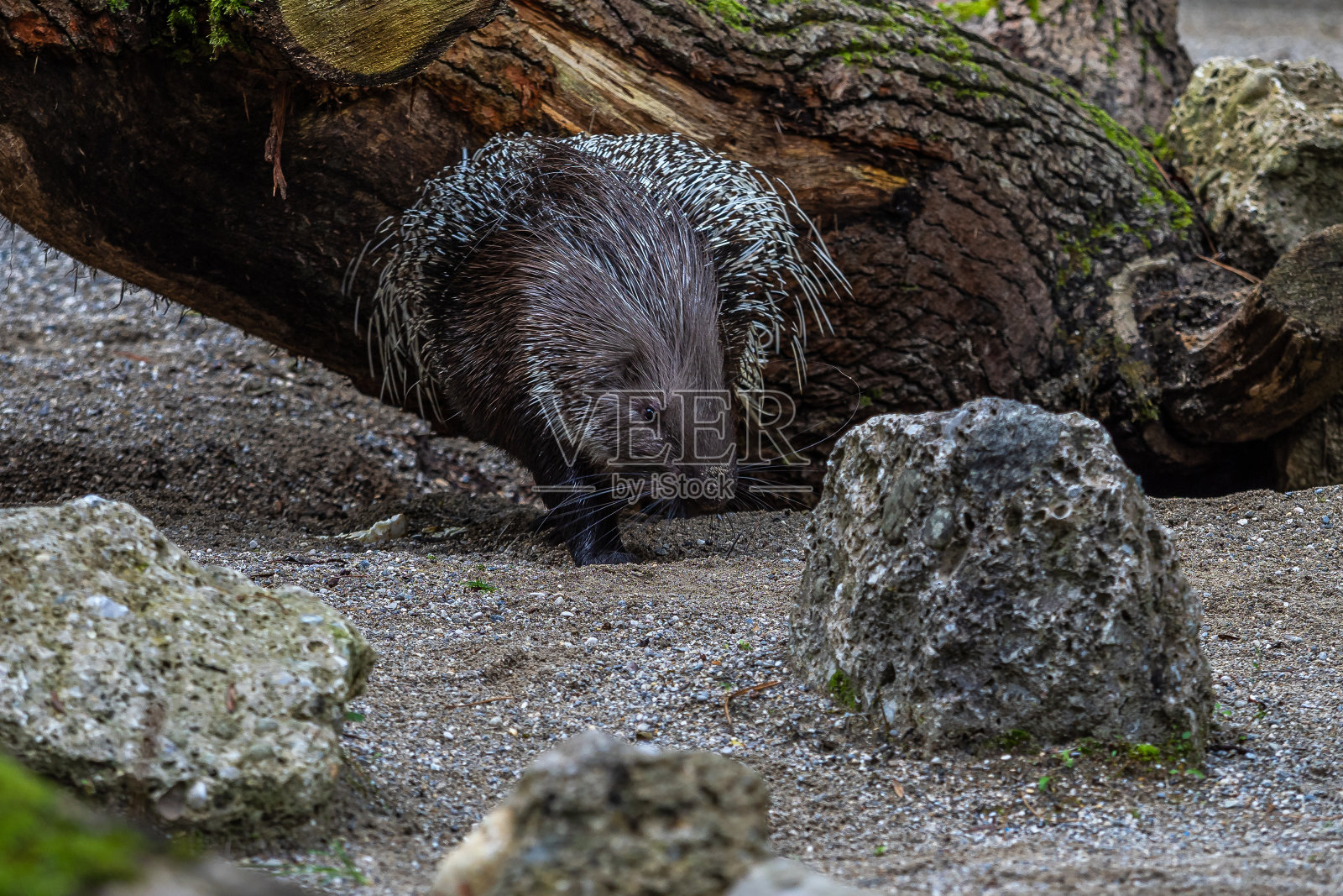 印度冠豪猪，德国自然公园的海斯特里克斯indica照片摄影图片